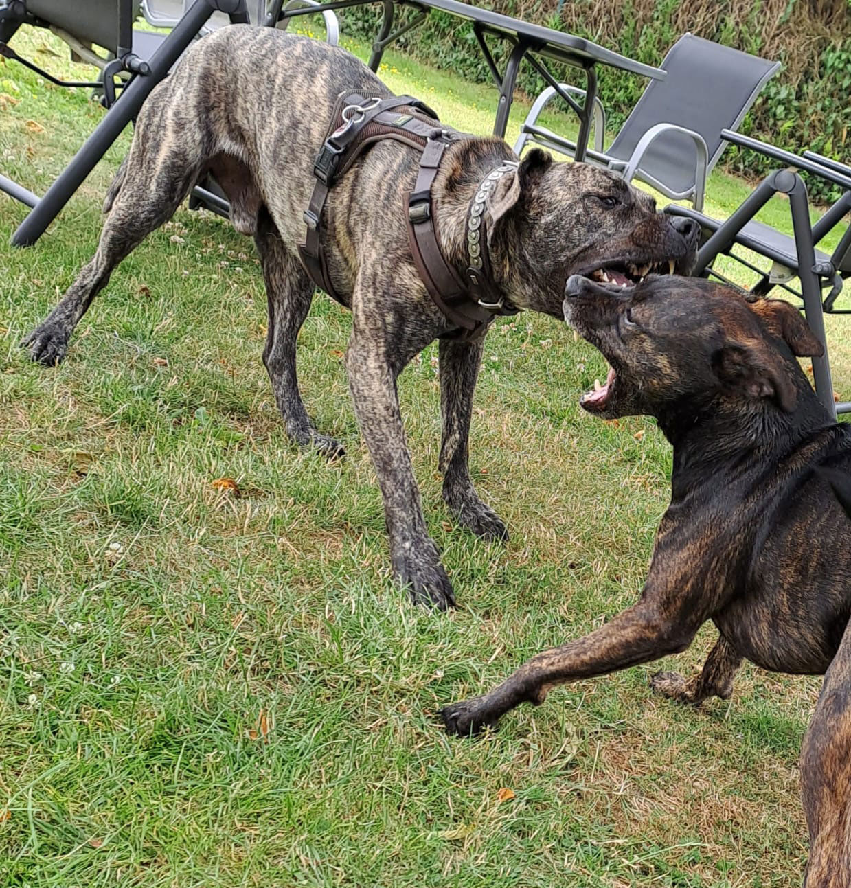 Wer die Wahl hat, hat die Qual...