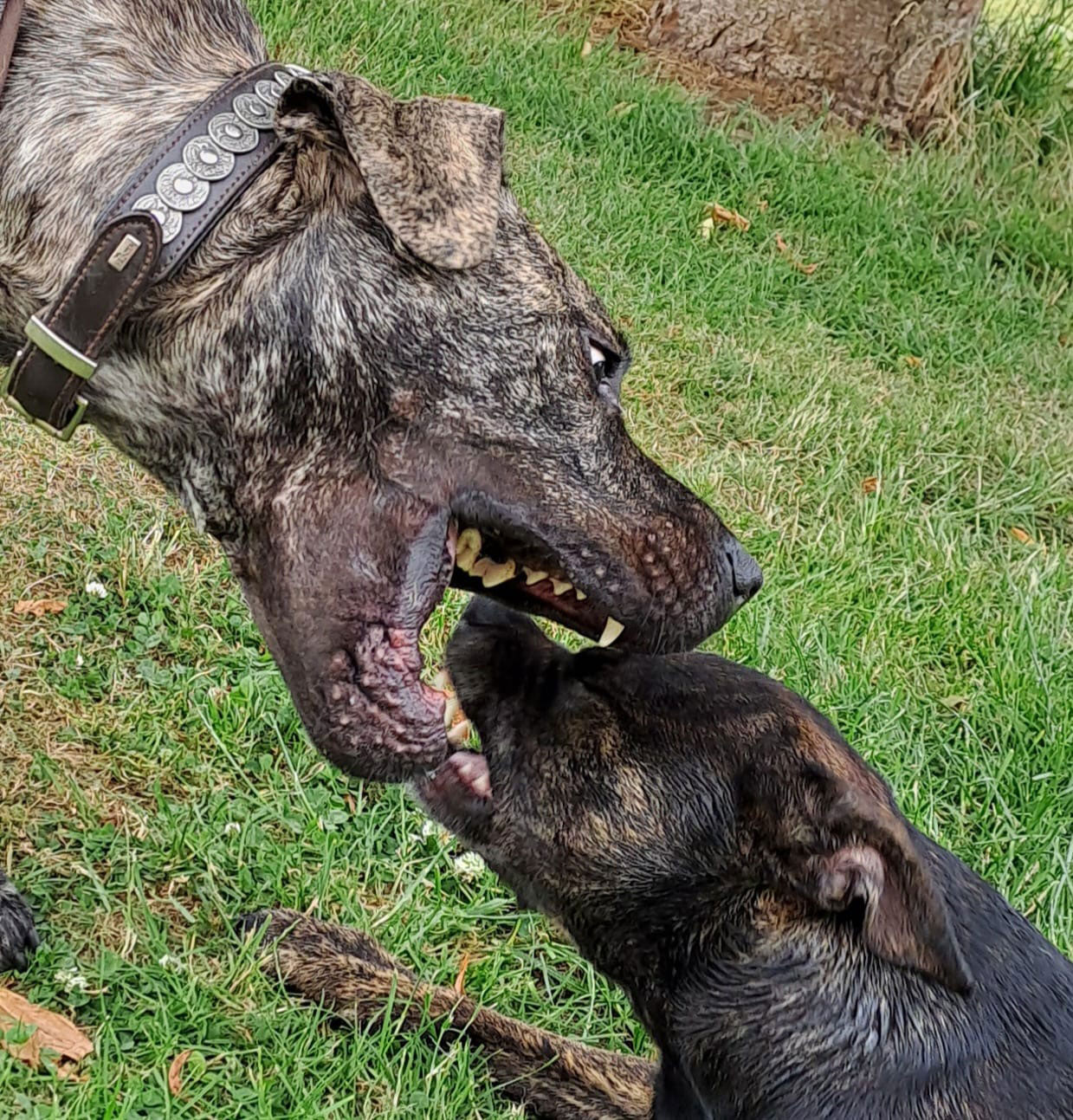 Wer die Wahl hat, hat die Qual...