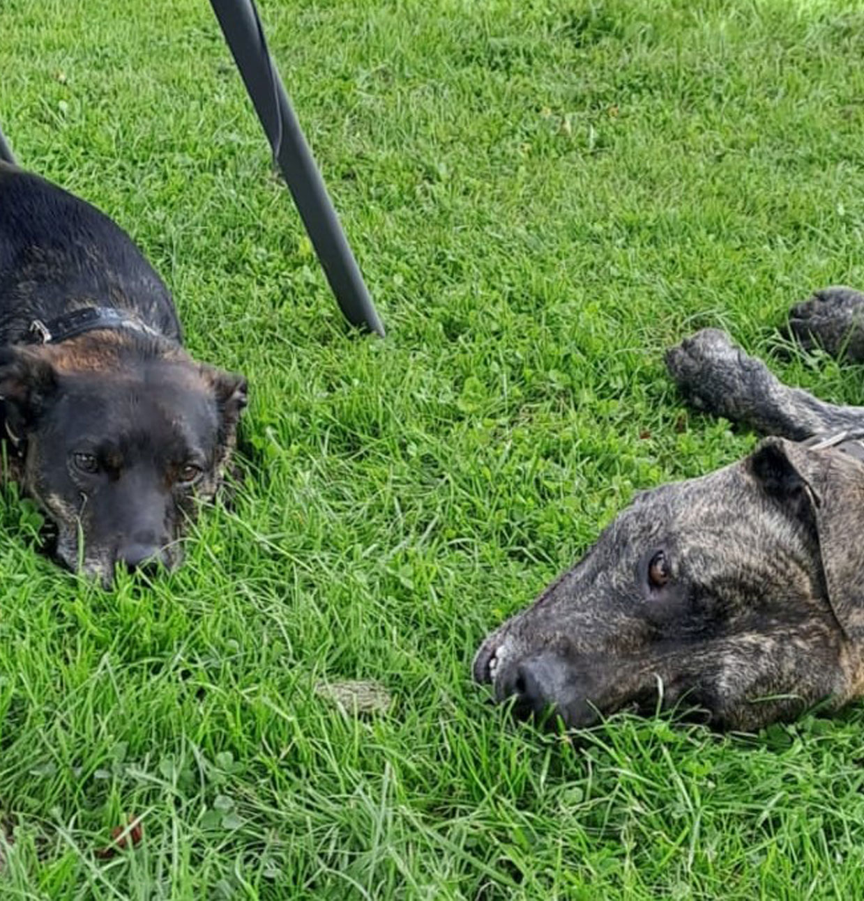 Wer die Wahl hat, hat die Qual...