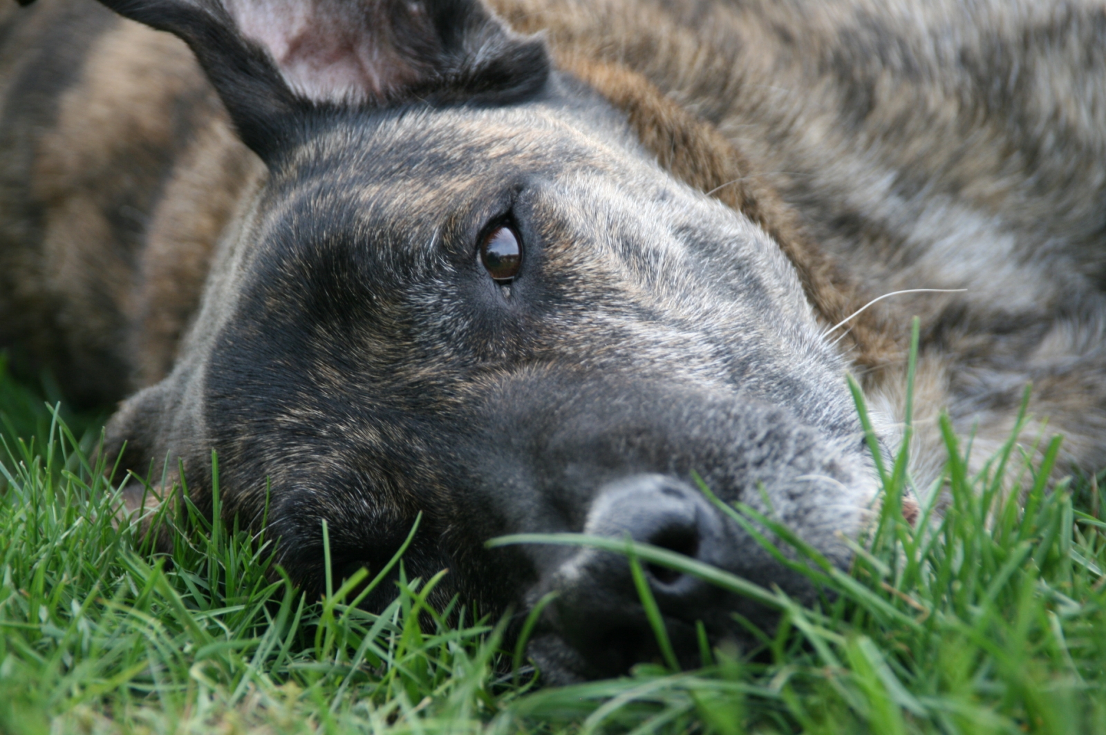 Wer die Wahl hat, hat die Qual...