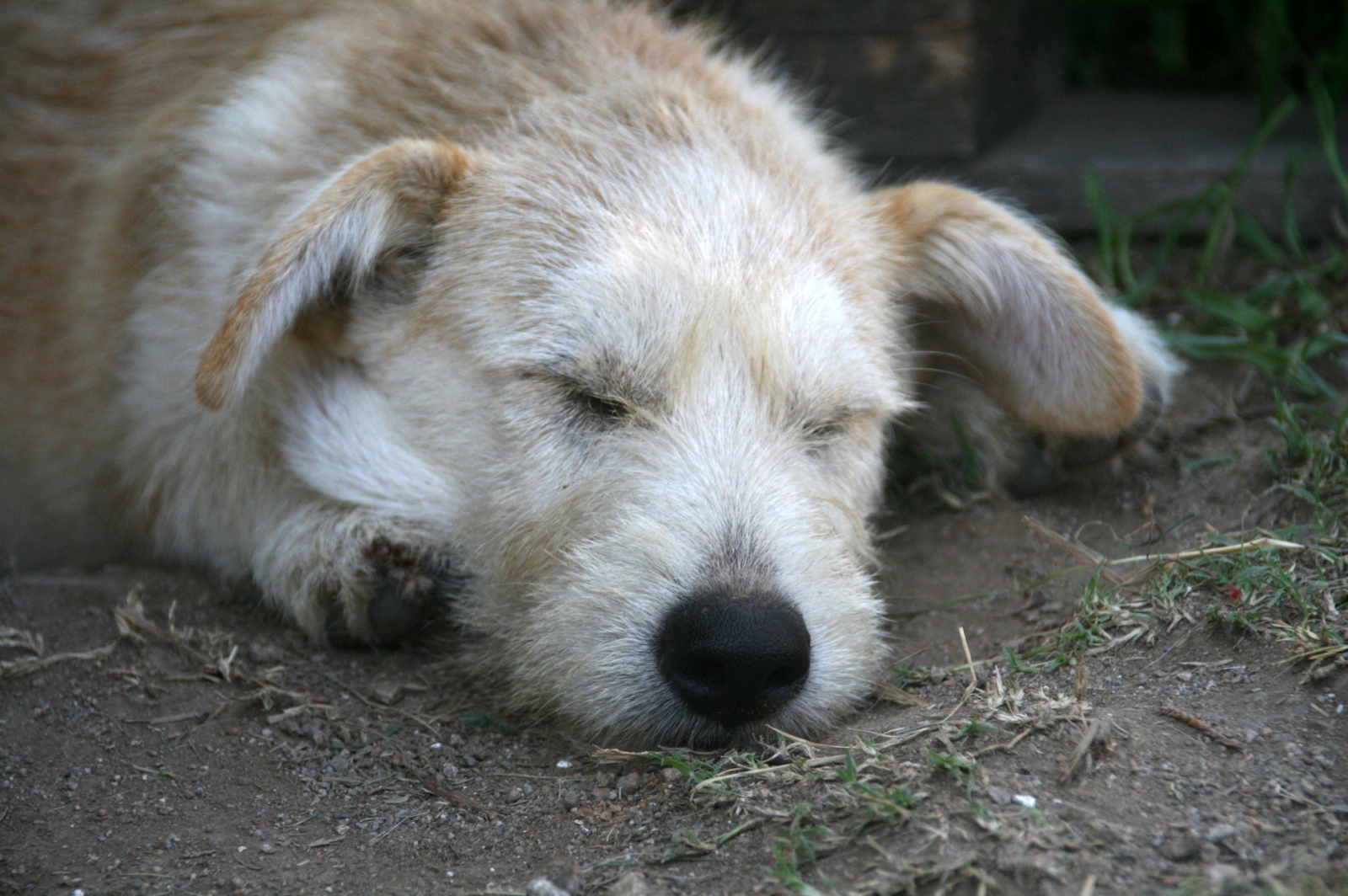 Wer die Wahl hat, hat die Qual...