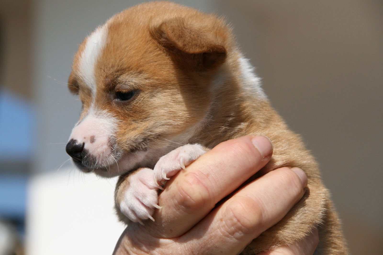 Wer die Wahl hat, hat die Qual...