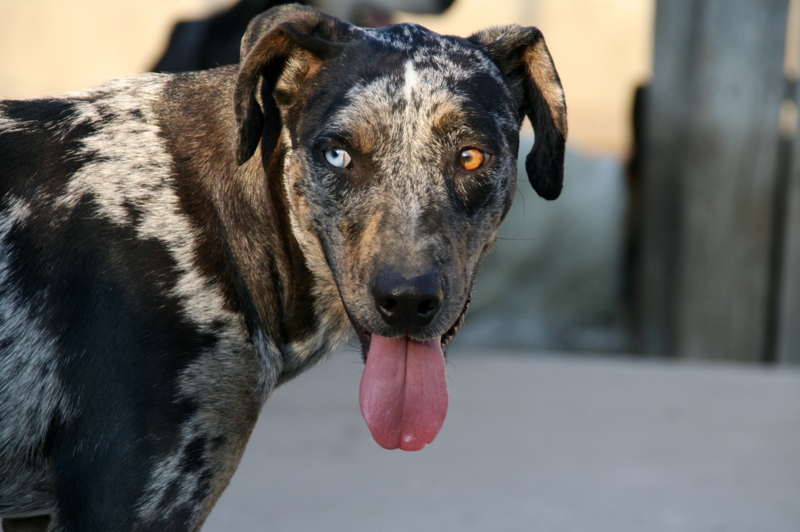 Wer die Wahl hat, hat die Qual...