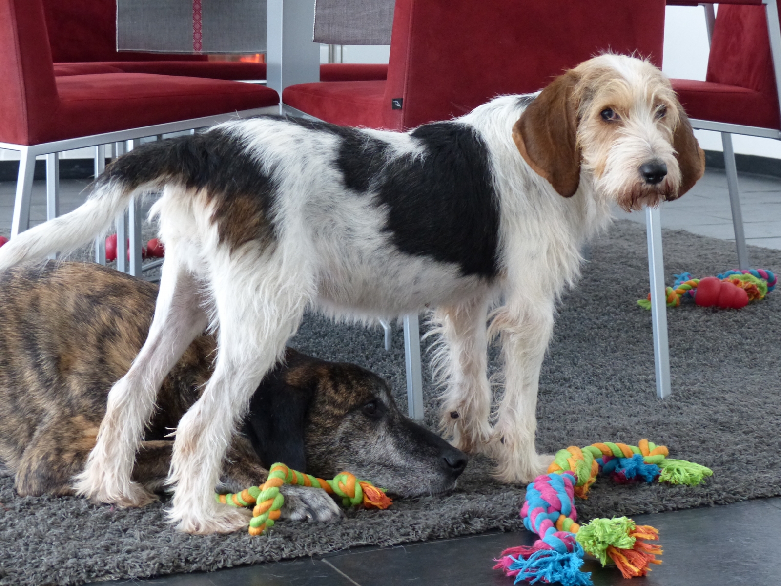 Wer die Wahl hat, hat die Qual...