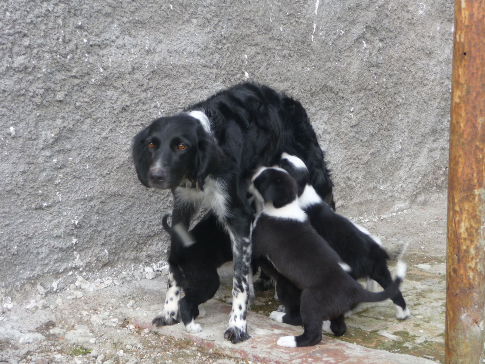 Wer die Wahl hat, hat die Qual...